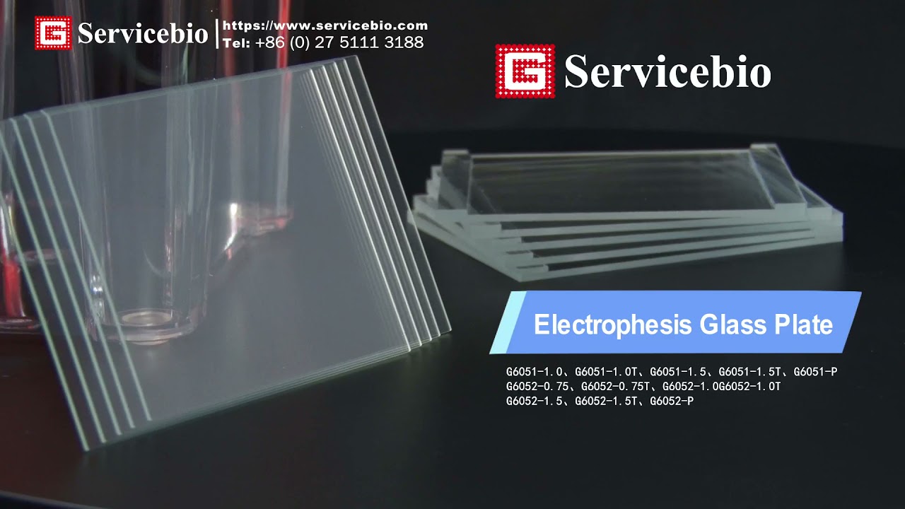 Use servicebio BV-2 electrophoresis instrument for electrophoresis experiments