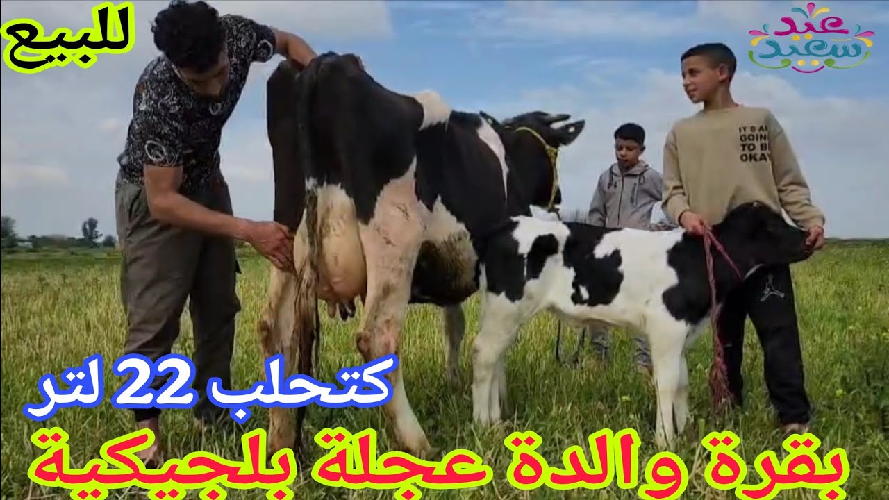 دائما الجديد💫 بقرة والدة عجلة بلجيكية🥇إتصل 06.67.21.00.53📞 ألو سي عبد الرزاق نواحي الغرب🇲🇦 