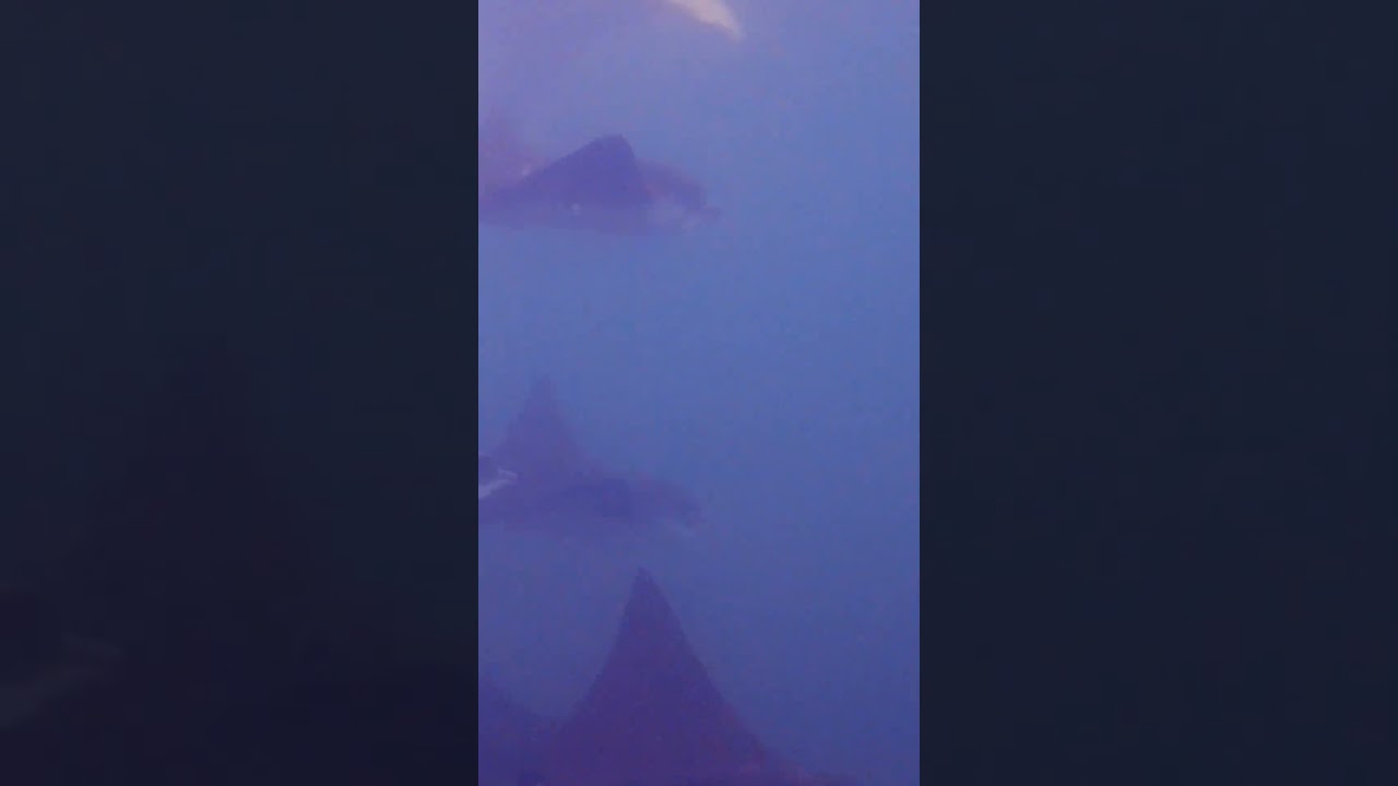 🇪🇨 Raies aigles majestueuses aux Gal&aacute;pagos