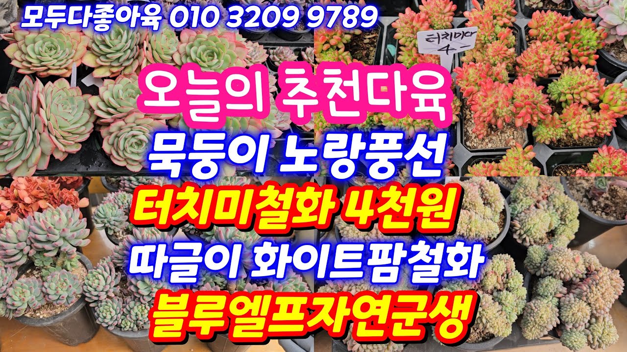26.2.12🌹 터치미철화 화이트팜철화 노랑풍선 레드환타지아 라즈아가철화🌹 모두다좋아육 010 3209 9789 전국택배 유료광고포함 