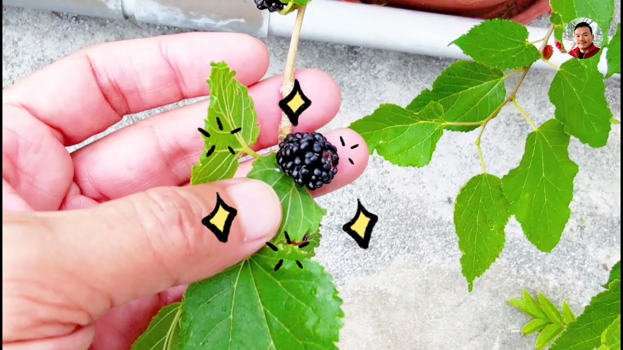 桑樹 / 桑椹的啟發｜落葉性果樹｜Mulberry｜Deciduous Fruit Tree