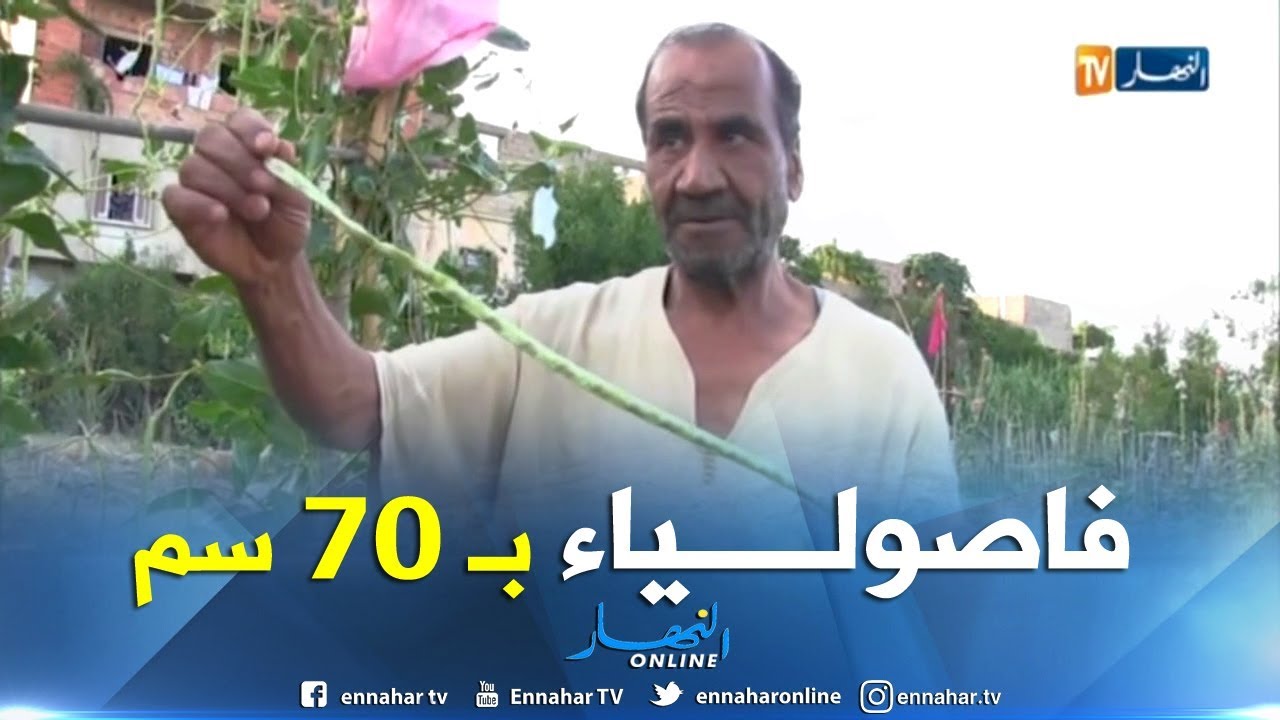 عين تموشنت/ فاصولياء خضراء من نوع نادر تزرع ببلدية أغلال