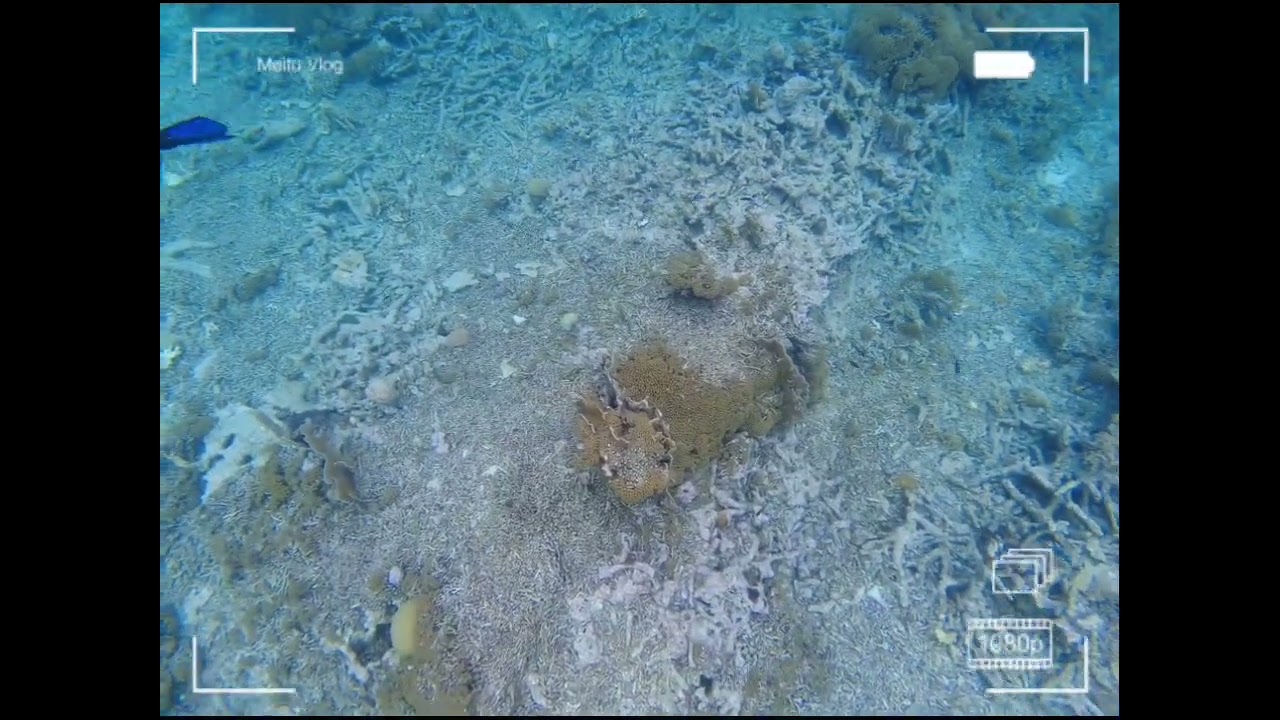 2022/3/25 snorkeling at klein bonaire. clear water, lots of corrals, not many fishes.