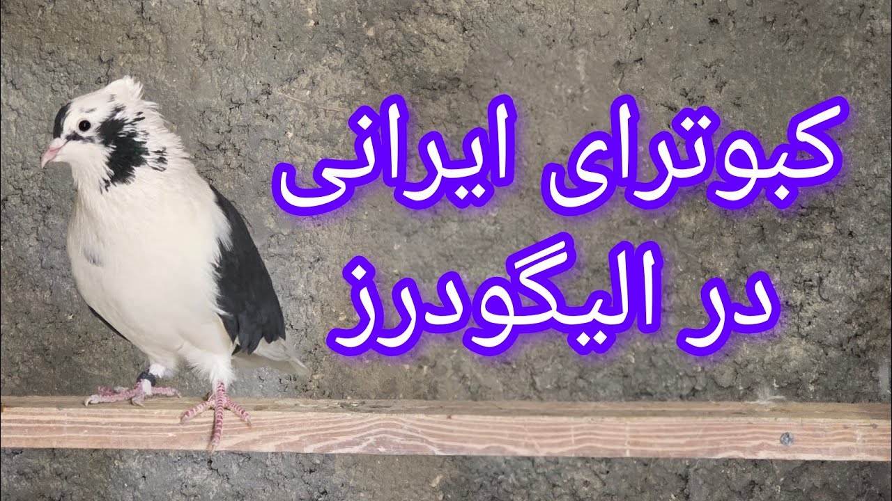 ❤️خوشحالی کبوتران الیگودرز از سفید شدن اشترانکوه 