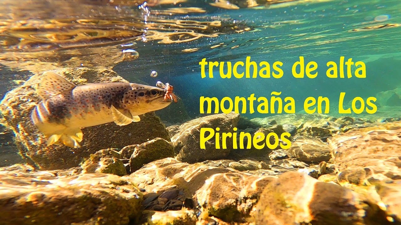 Truchas de alta montaña en Los Pirineos (con saltamontes de foam)