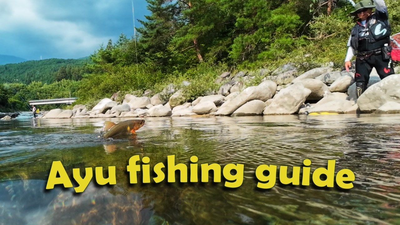 How to catch sweet fish (Ayu) in Japans mountain rivers