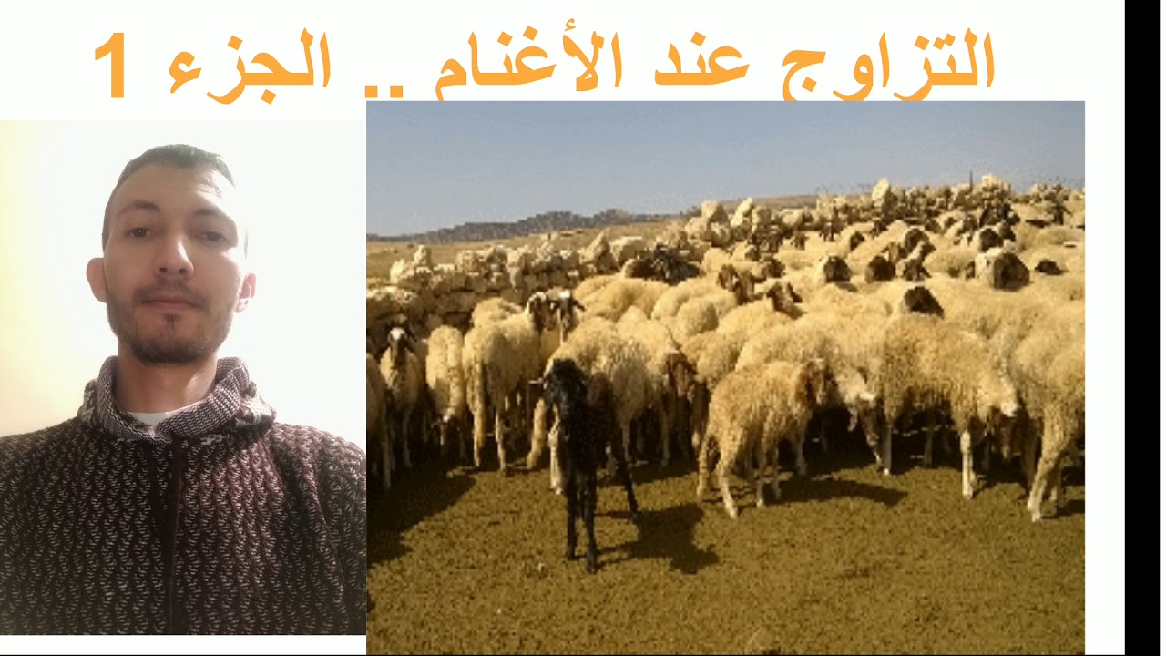 دورة تربية الأغنام: مرحلة التزاوج أو الضرابة عند الغنم