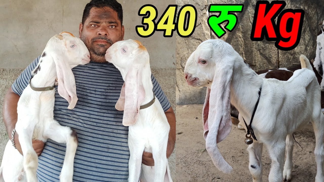 सोजत बकरे बकरी 340रु kg