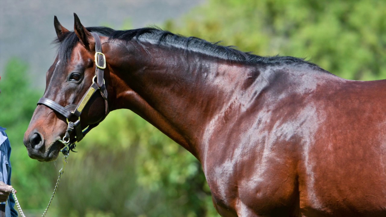 Crawford Racing Dynasty Tribute - 1999-2019- RIP TO A CHAMPION