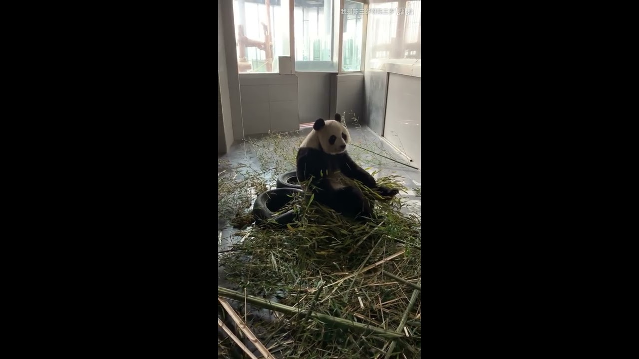 Panda Jin Hu-Did you have a good day today?