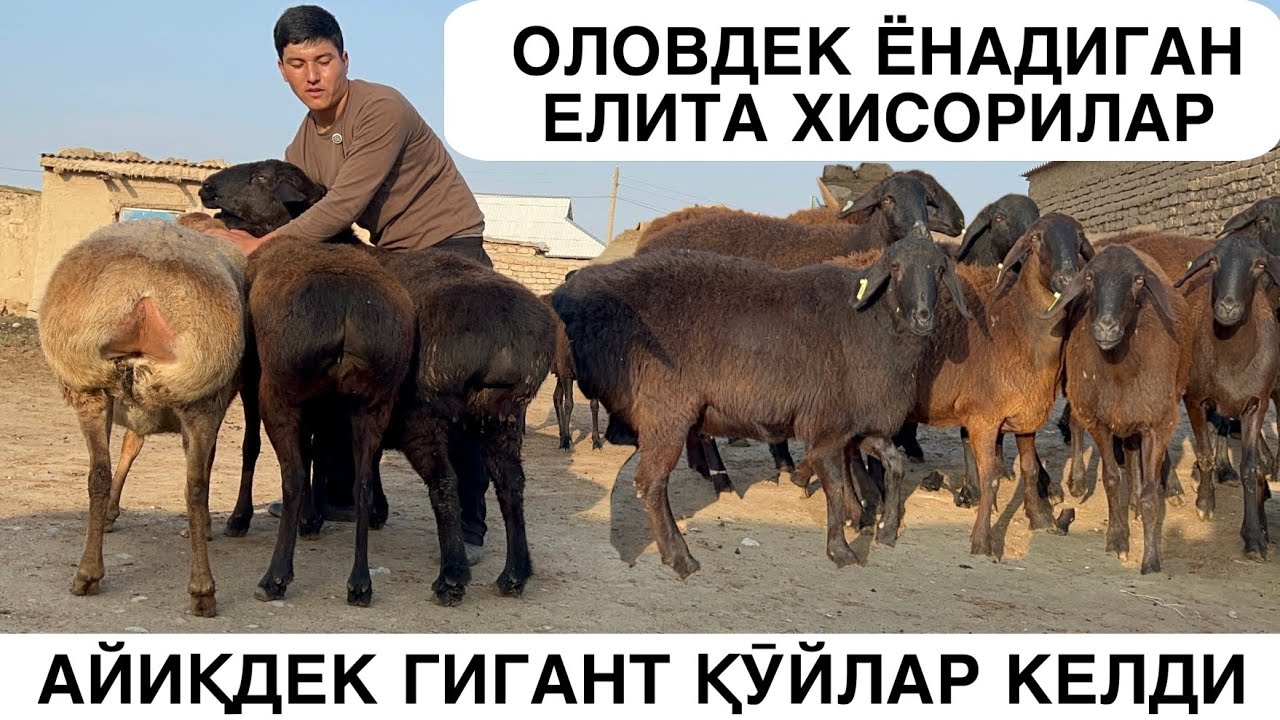 ВЕЛИКАК ХИСОРИ ҚӮЙЛАР. ☎️+998955450657  ☎️+998999475479