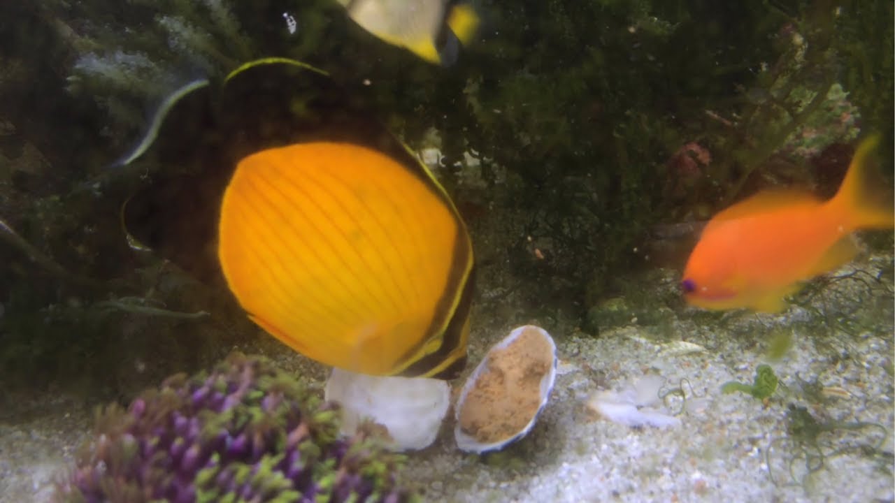 アラビアンバタフライ 餌付け Arabian butterflyfish(Chaetodon melapterus) Feeding