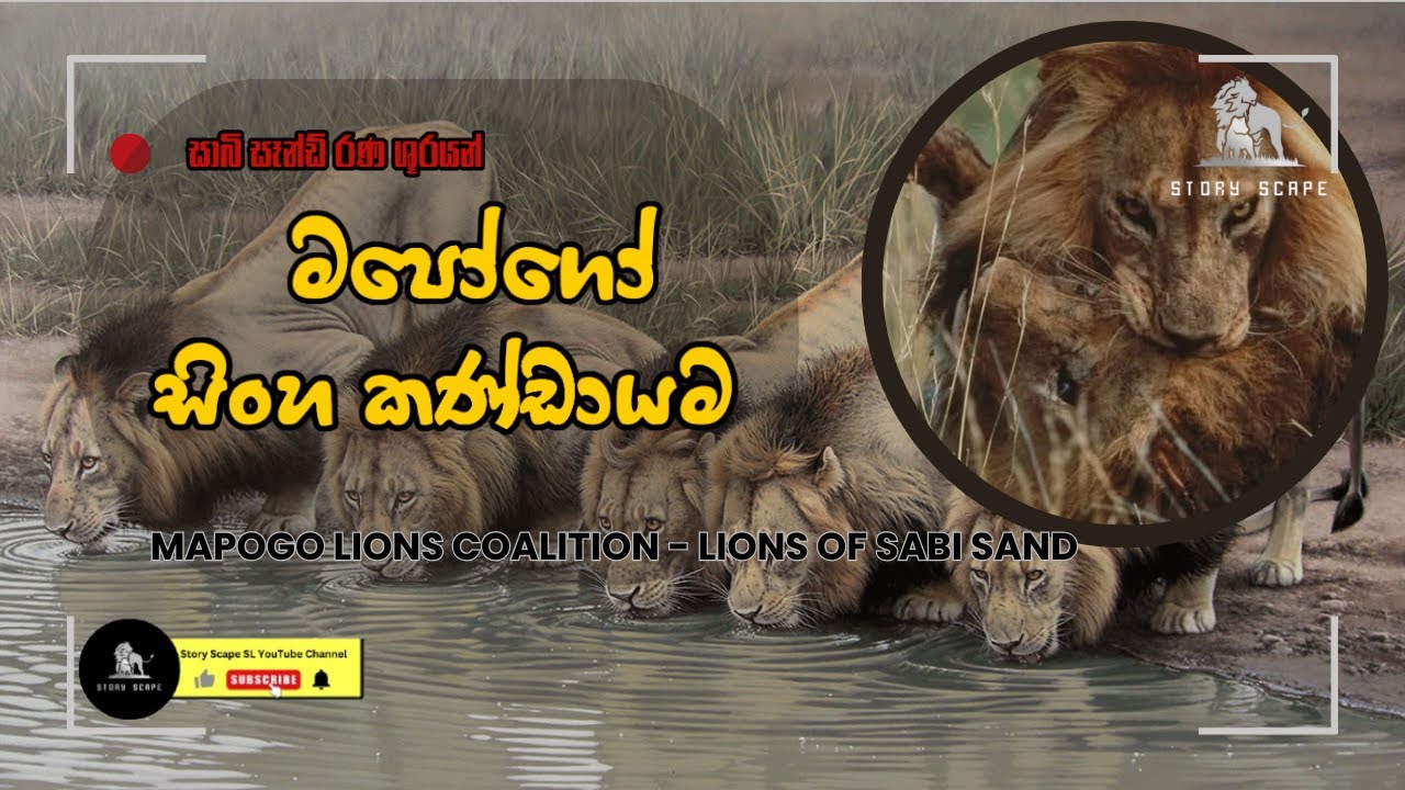 බිහිසුණු මපෝගෝ සිංහ කණ්ඩායම / Most brutal Lion Coalition ever! / 6 Brothers, 1 Legacy #mapogo #lion