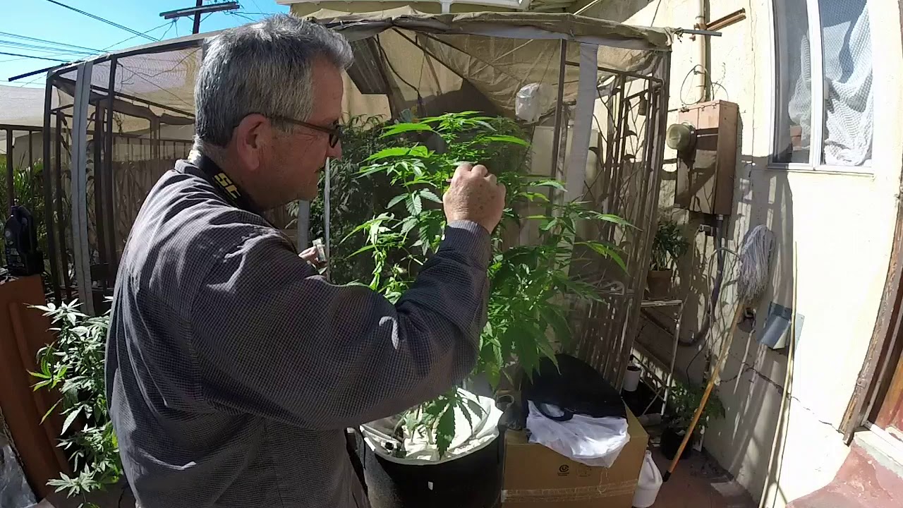 How and When to pollinate Marijuana Plants