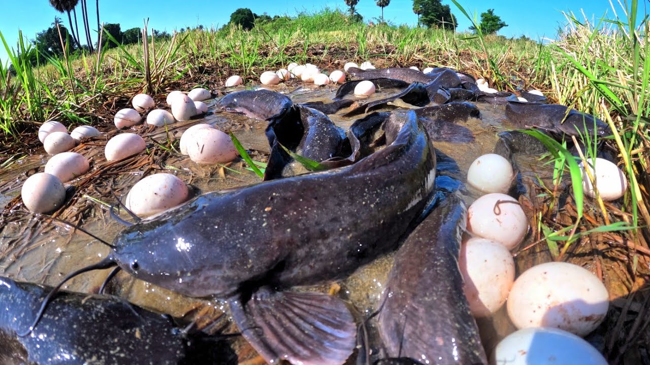 wow amazing fishing, catch a lot of fish in water and pick duck eggs in rice field