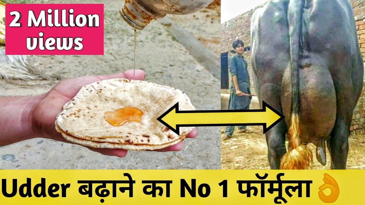 ये राज है गाय भैंस की लेवटी बढ़ाने का|How increase Udder of cow/Buffalo in Dairy farming