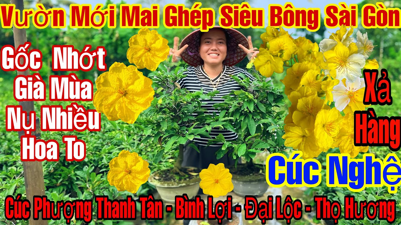 6/1☎️0354388093☎️🌲Mai Vàng Chơi Tết Giá Rẻ🌲Cúc Hương Chùm-Phượng Thanh Tân-Siêu Nụ-Sài Gòn-Thủ Đức…🌲