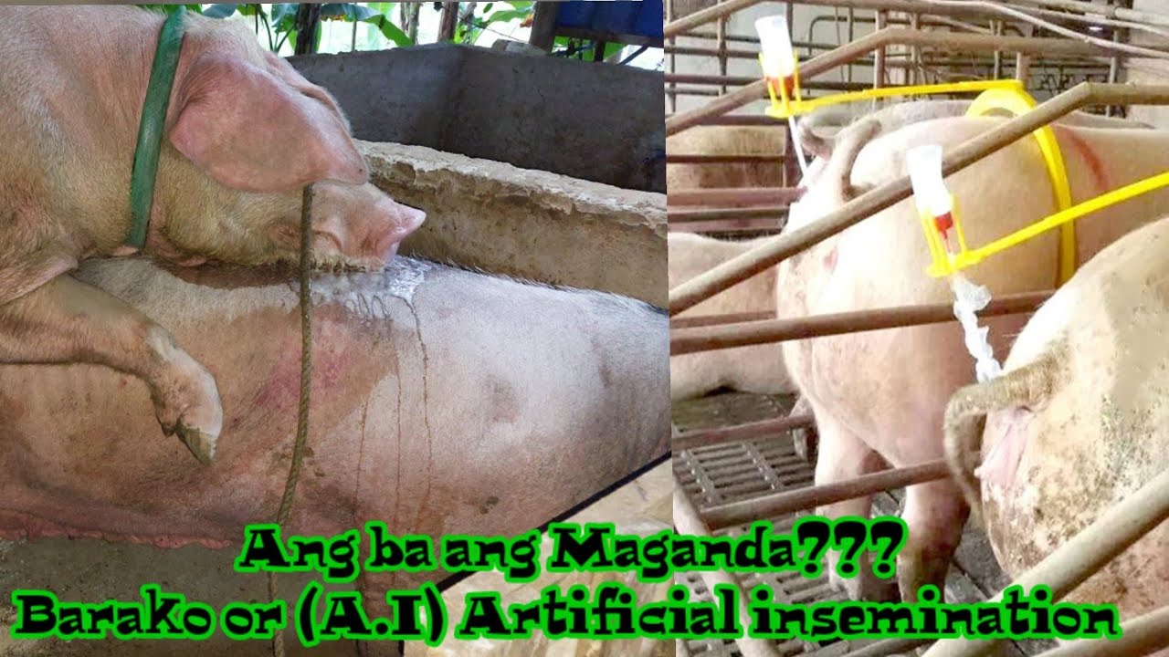 AI vs Barako. ano nga ba ang maganda sa dalawa.. @baboy