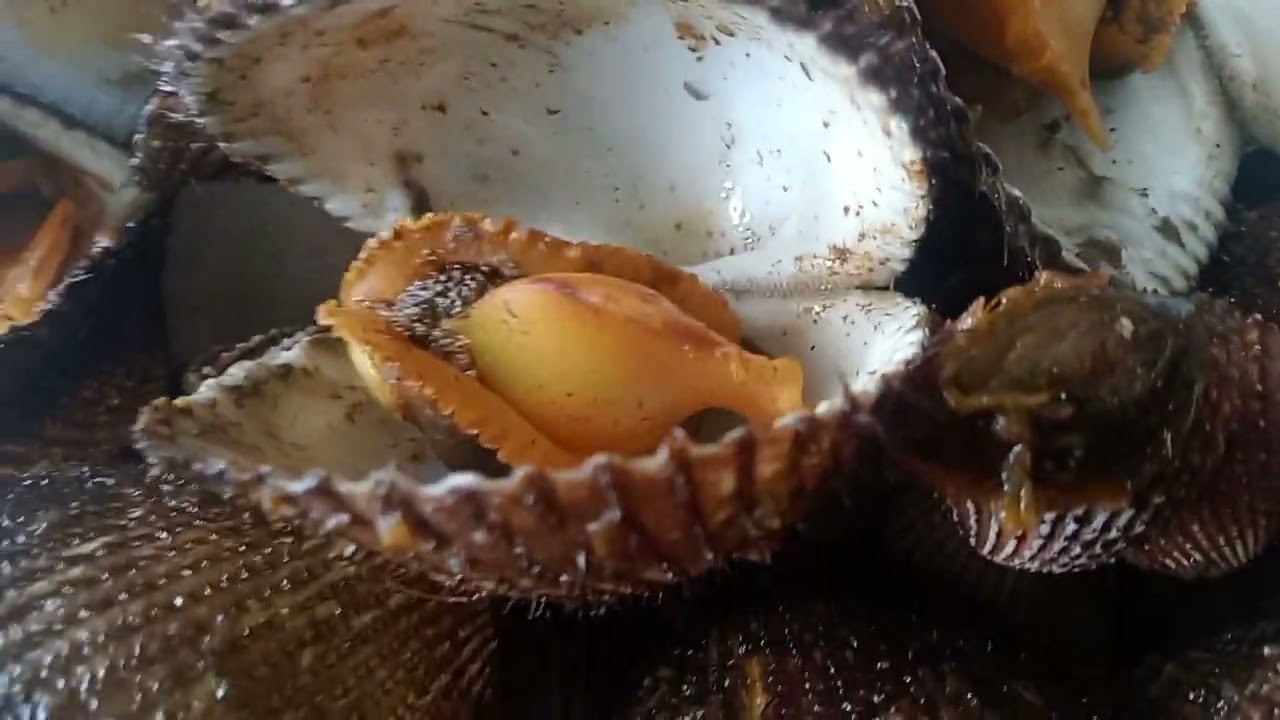 KERANG JUMBO