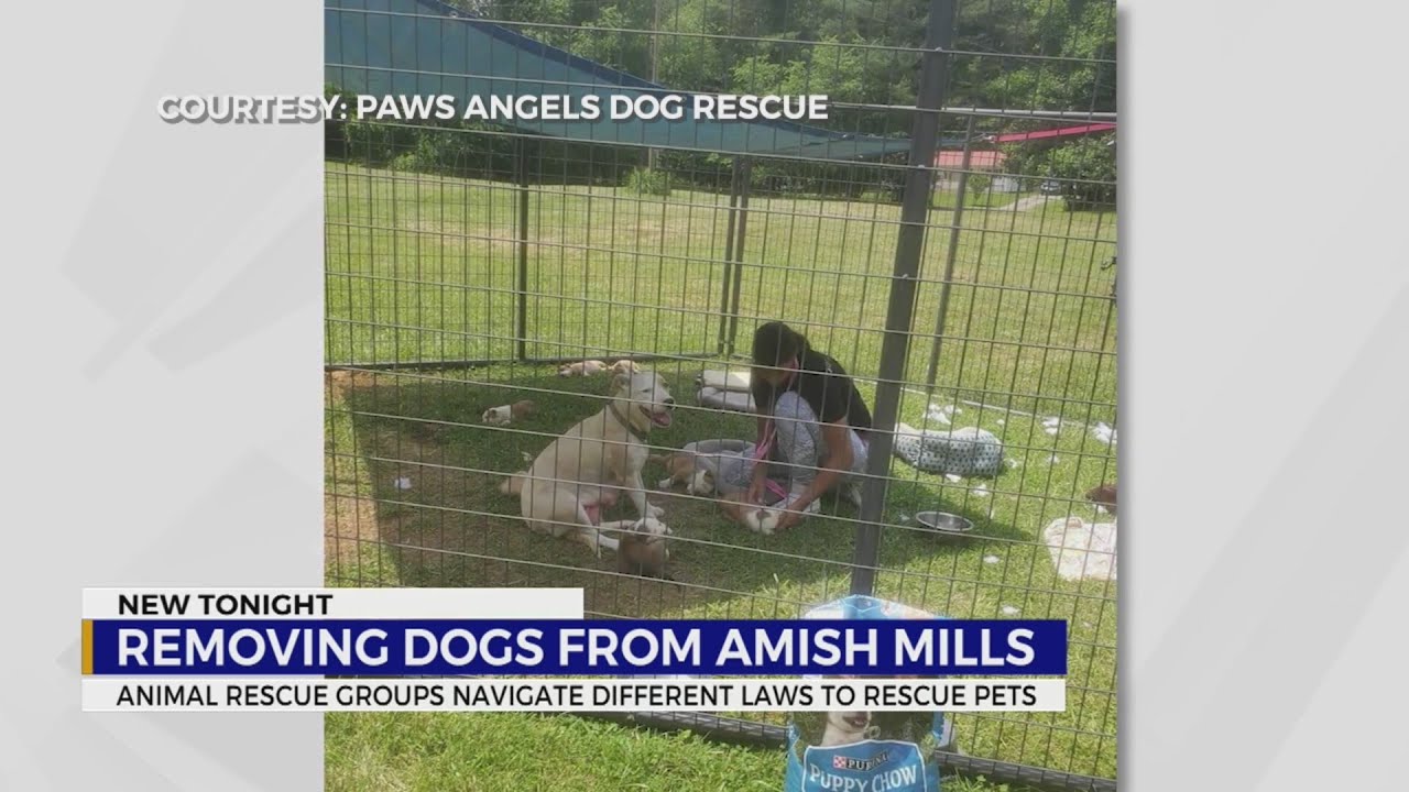 Removing dogs from Amish Mills