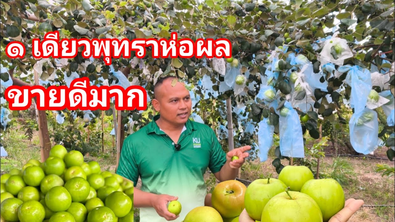 เจ้าของสวนพุทราผุดไอเดียห่อผล!! สร้างรายได้มหาศาล ลูกค้าตอบรับดี ปลอดภัย ทำง่าย