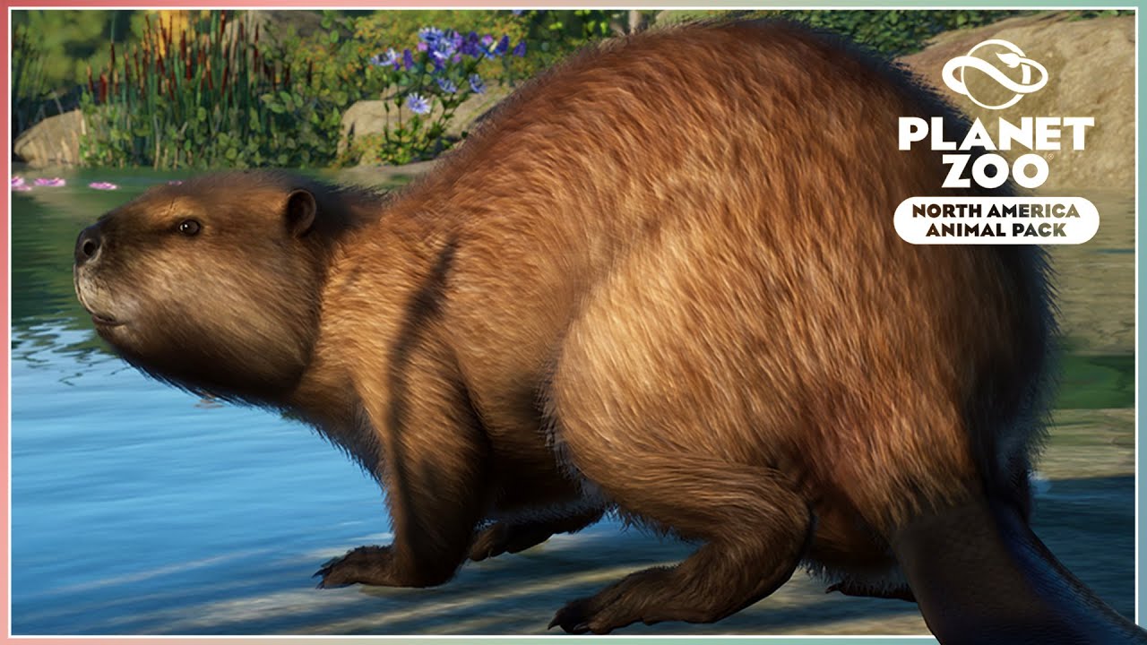Beavers, Moose, Cougars & More?! | North America Animal Pack | Planet Zoo DLC Announcement