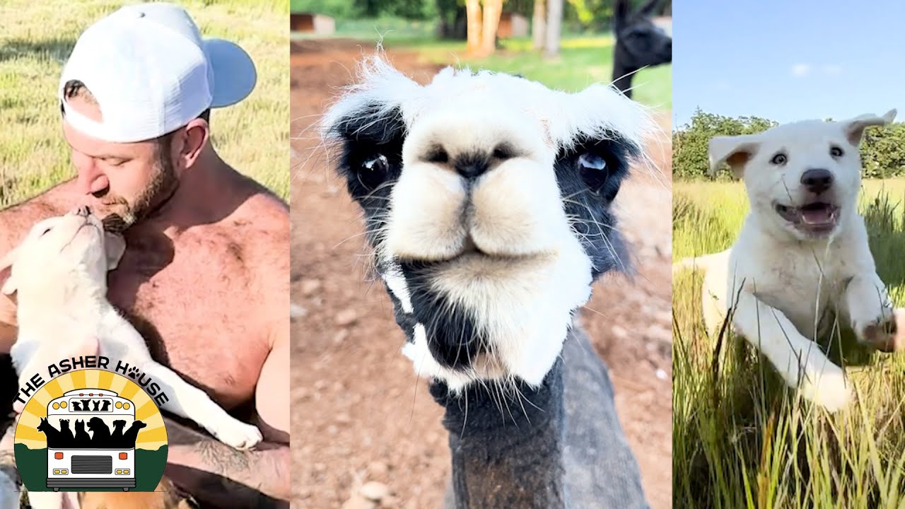 The Alpacas have arrived and the fosters from Texas are doing amazing | The Asher House