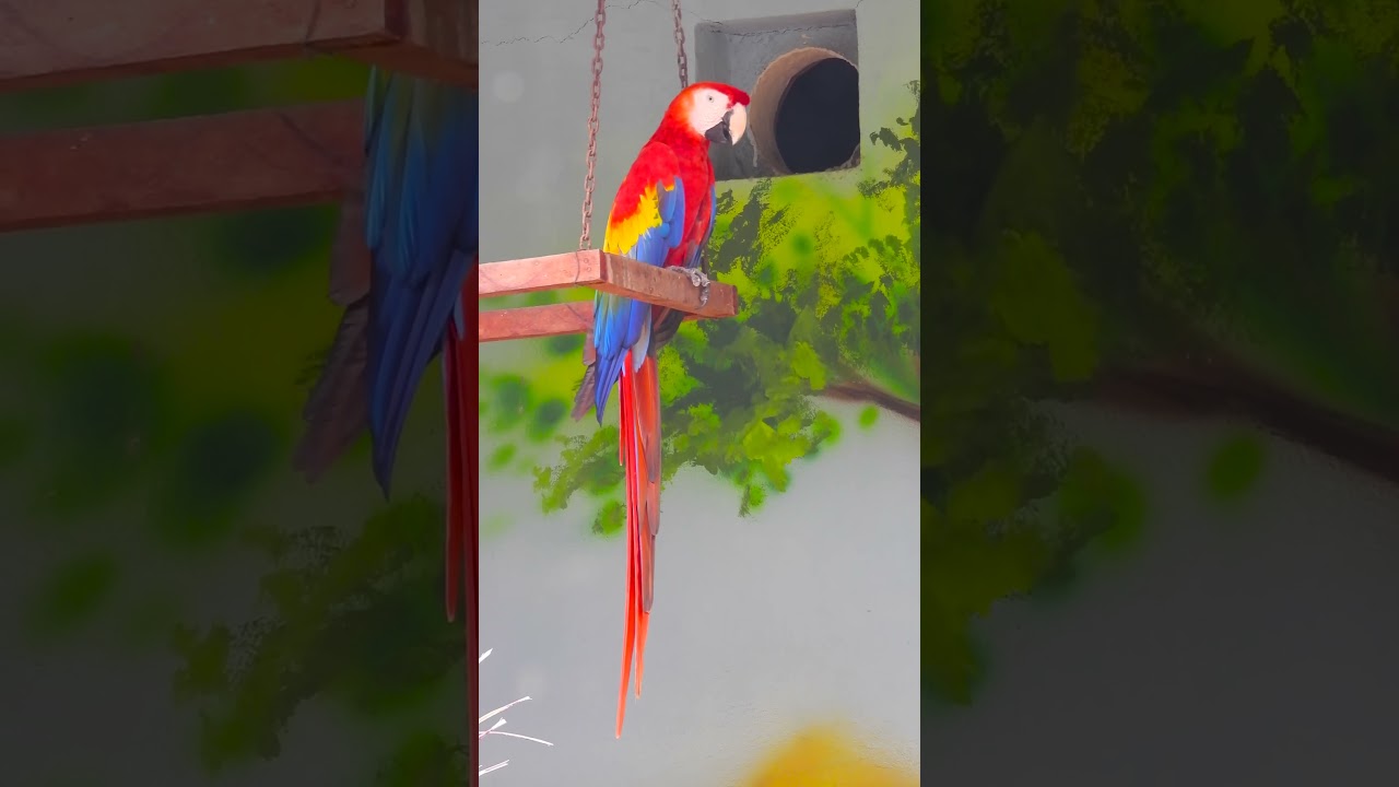 Macaw Feeding Frenzy #MacawFeathers #FeatherMagic #BirdsOfParadise #BirdFeeding #BirdingPassion