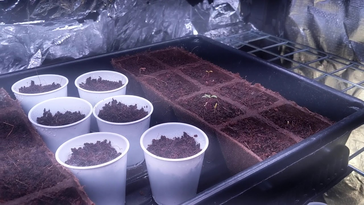 Starting An Inside Basement Garden - Just A Short Intro
