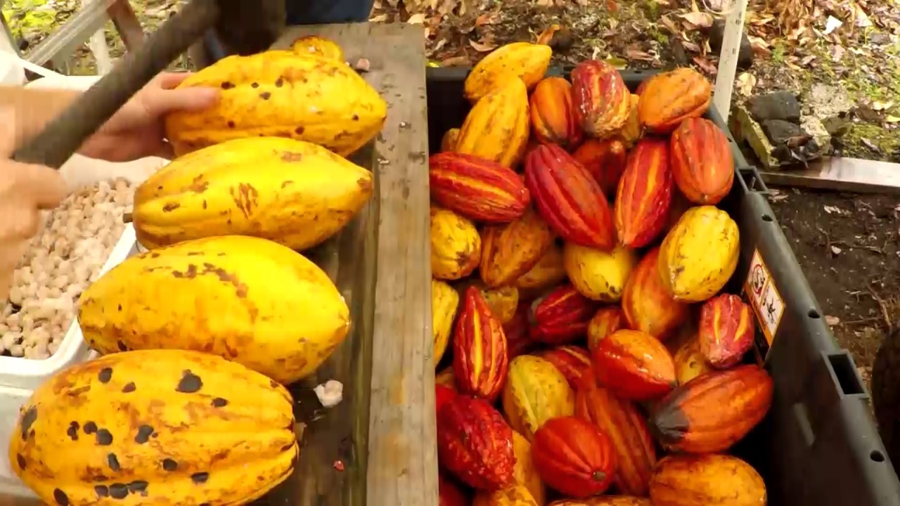 CACAO: TESORO DE VENEZUELA [Corto documental]