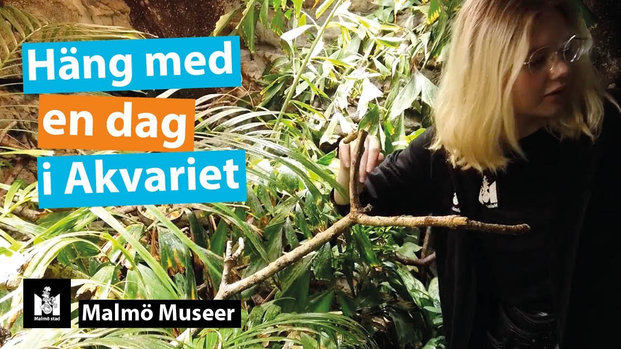 H&auml;ng med en dag bakom kulisserna i Akvariet!