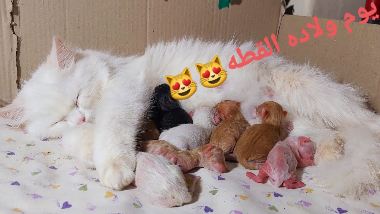 ولادة القطه كيتى كامله (موت ٤ قطط)كانت ولادتها صعبه وحصل شئ غير متوقع 🐱🐱