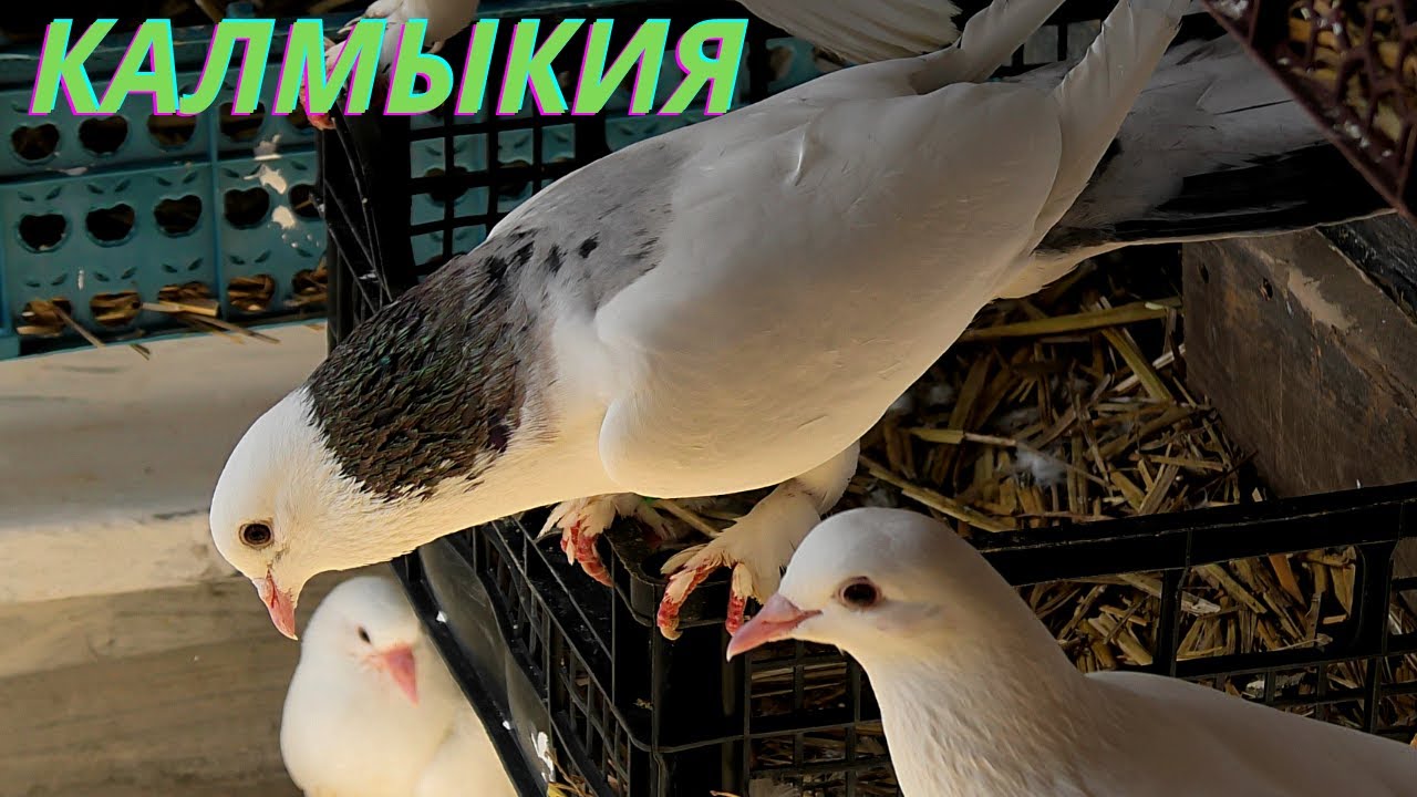 Широкохвостые голуби Алексея в Калмыкии!