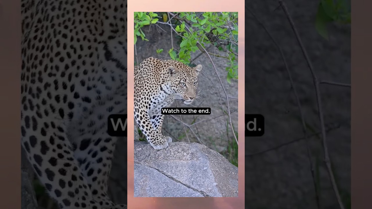 Woman tries to stop lion and leopard from fighting