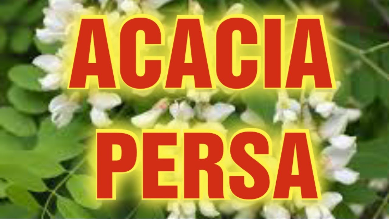 Apicoltura CD: Acacia persa? dopo il freddo le api sono allo stremo