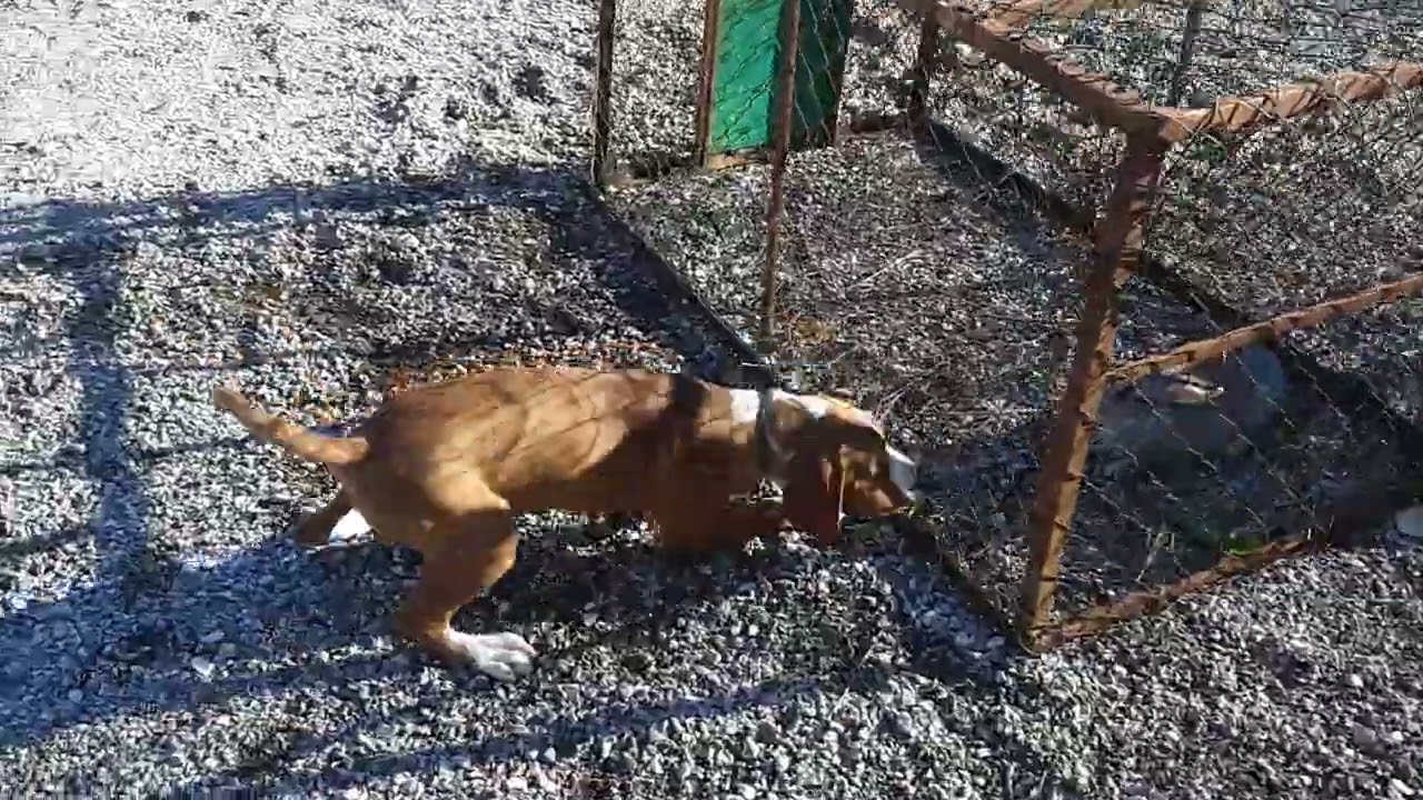 OBUKA POSAVSKIH GONIČA ŠTENACA- OD ANTIĆA HERCEGOVINA.