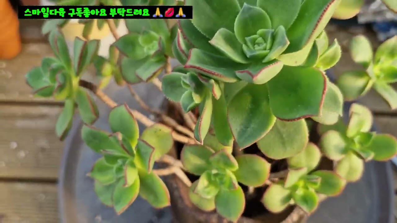 #스마일다육 #까라솔~~약탕기에서 건강히살다 화분집으로 이사해요