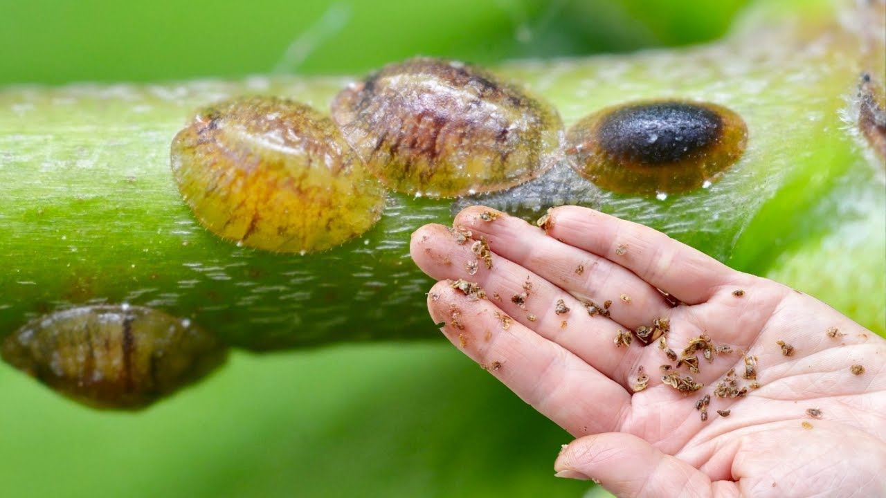 不好了！自己种的柠檬树差点死掉！柠檬除虫病虫害管理和经验！Guide to Pests Control for Scale Insects on Lemon Tree