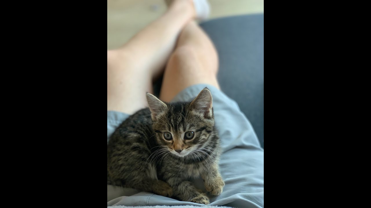 A Day In The Life Of A 8 Week Old Kitten