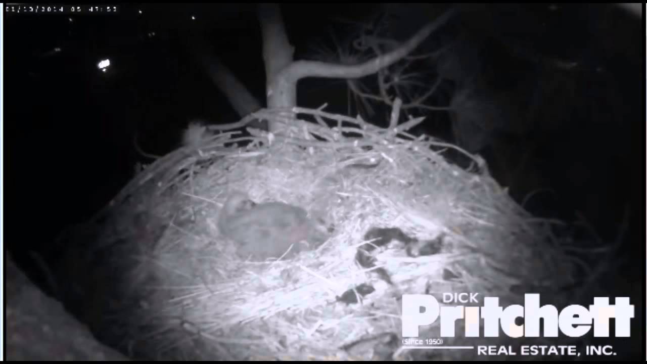 1 /13/14  5:46 am  Harriet & Ozzie Early Morning Chat