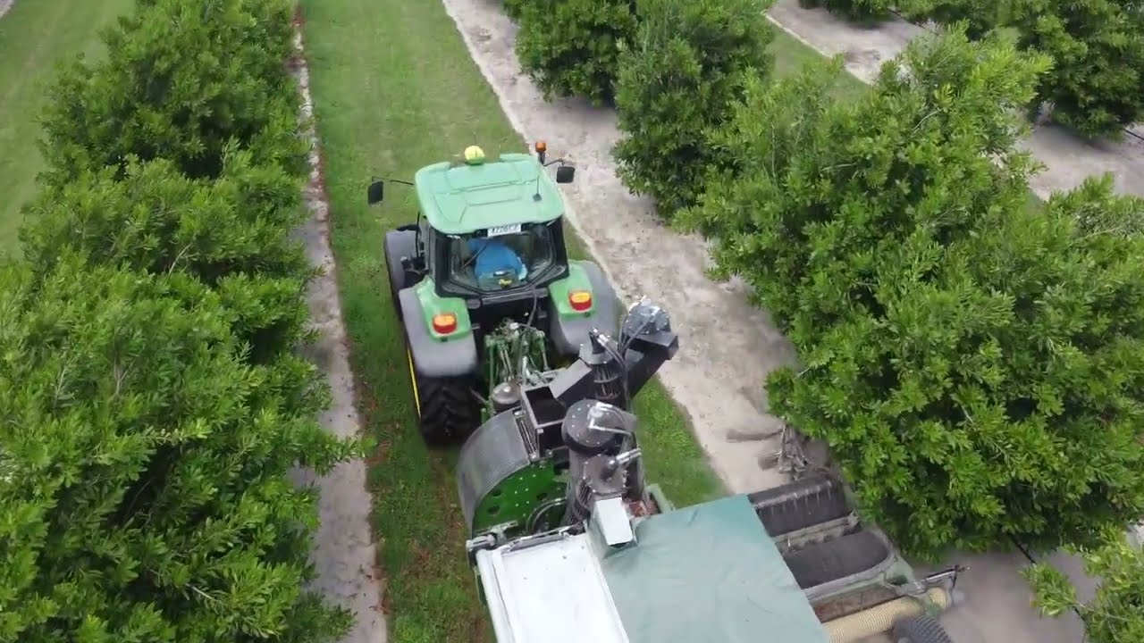 Trailed Macadamia Harvester with Side Tipper Demonstration