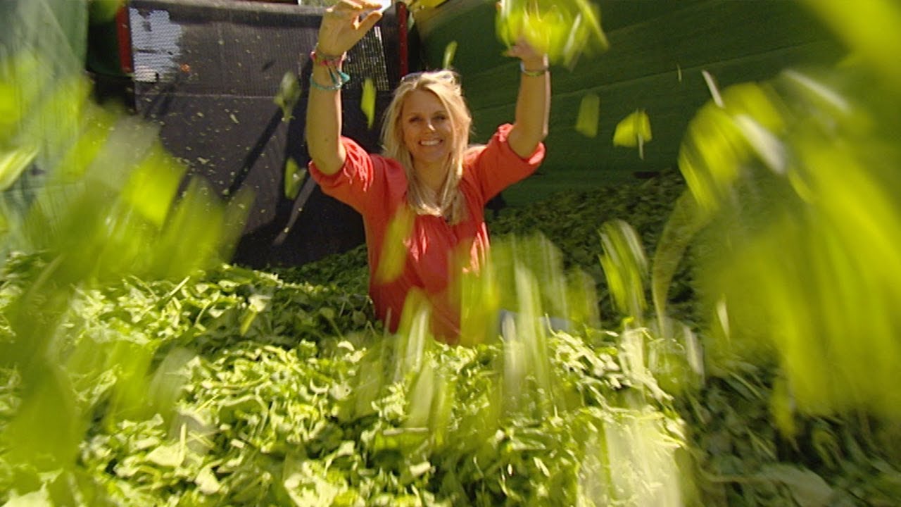 RTL Kidsjen - Taco Agro - Spinazie bestaat voor meer dan 70% uit vocht