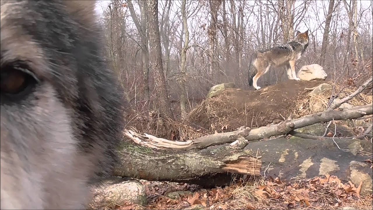 Mexican Wolf's Wild Whiskers