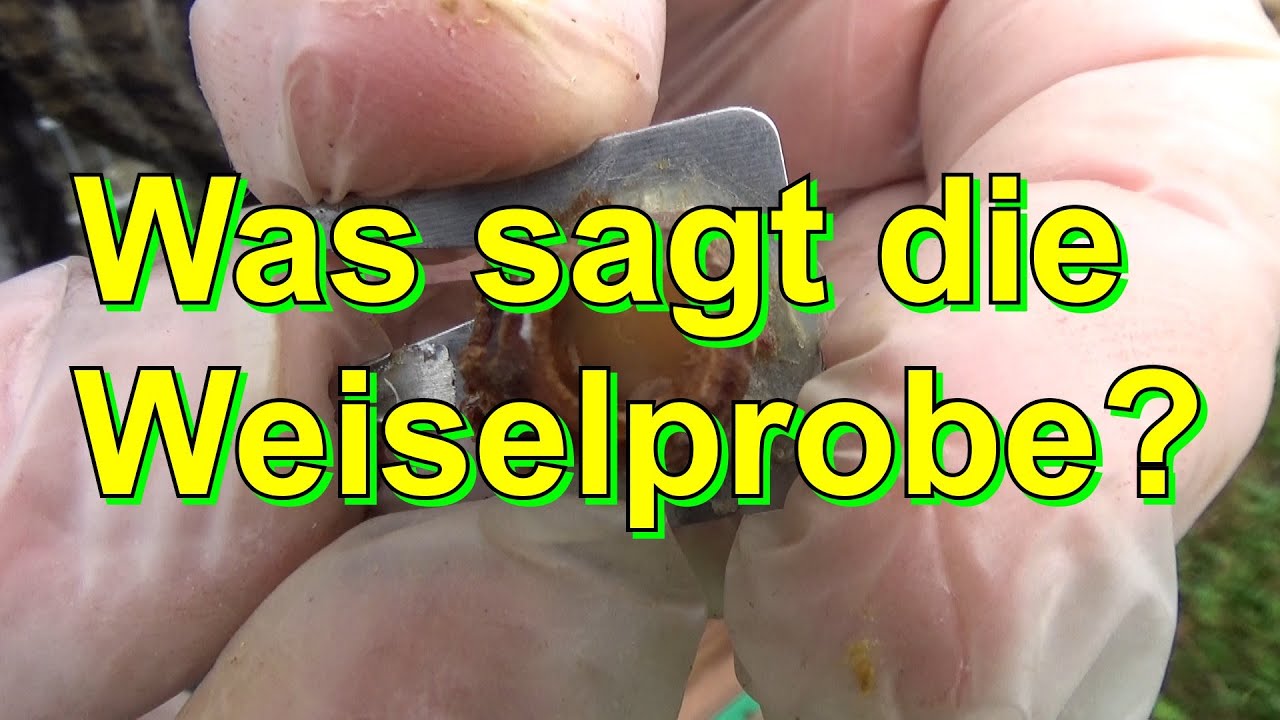 Was sagt die Weiselprobe?