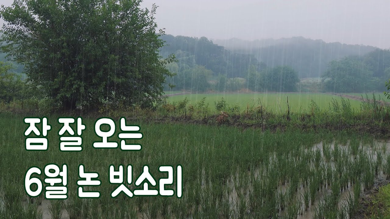 잠 잘 오는 6월의 논 빗소리｜초록 시골 농촌 풍경으로 편안한 숙면하세요