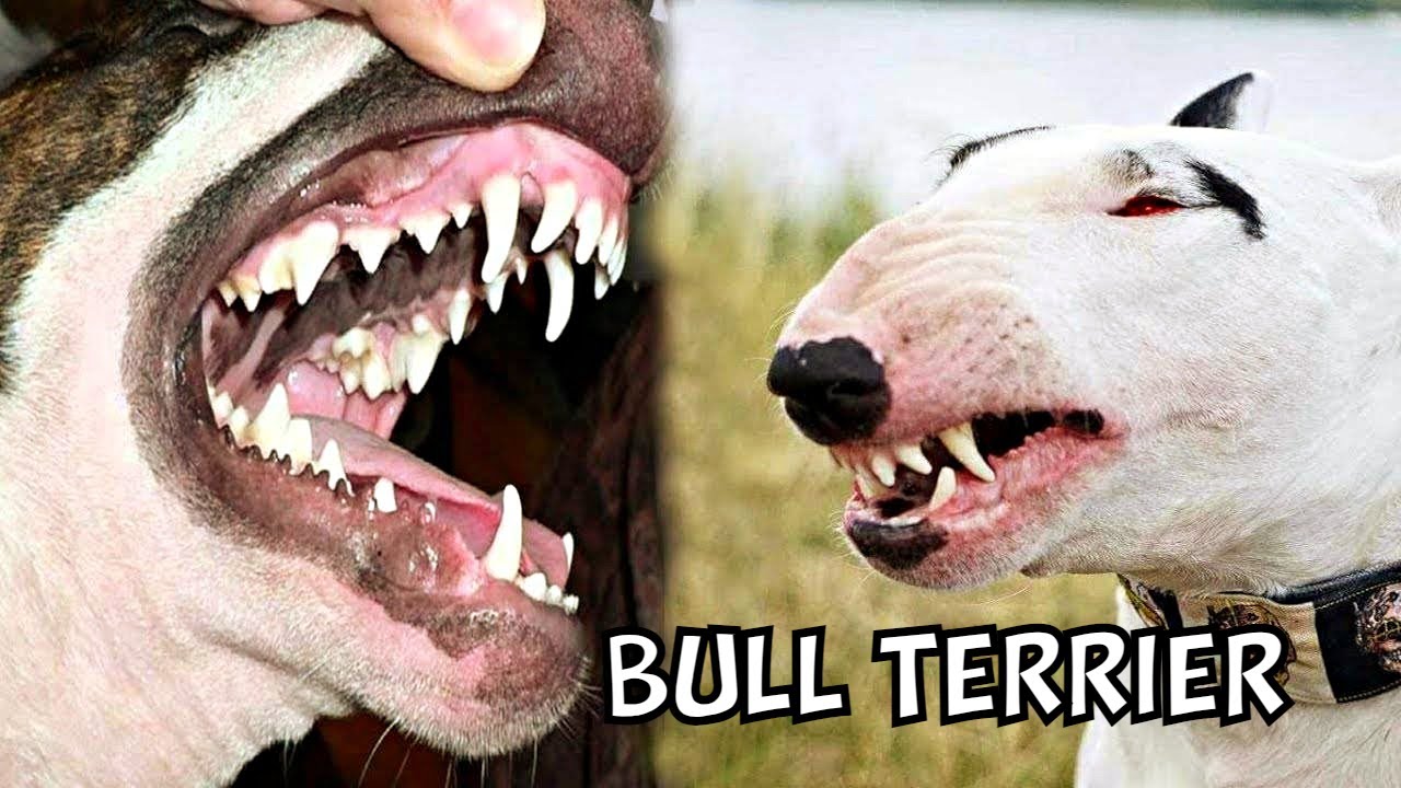 Bull Terriers: 7 Things You Need to Know Before Getting One