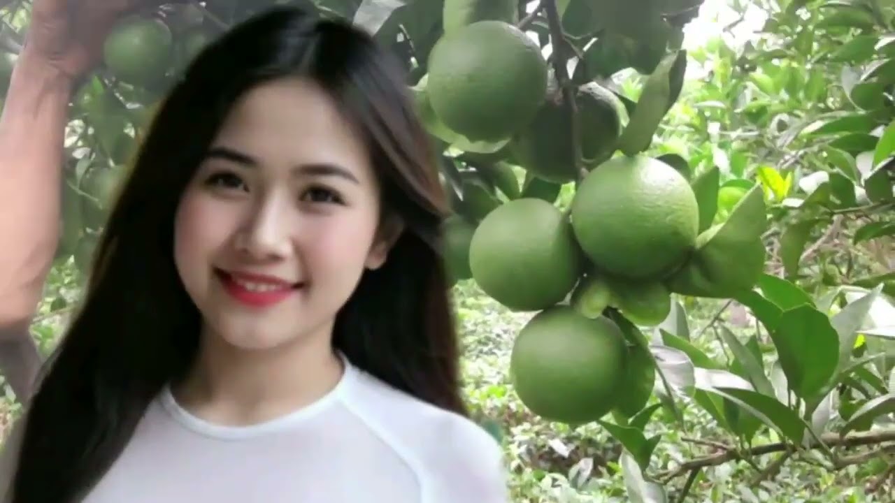 Chế linh.Cô láng giềng. Lá thư đô thị...và những bài hát hay trước 1975. 