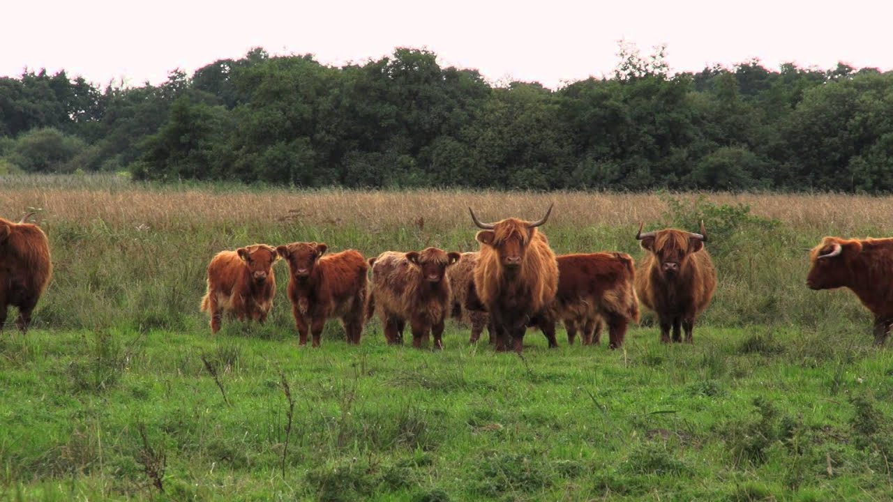 Schotse Hooglanders Bedrijfsfilm RTL4