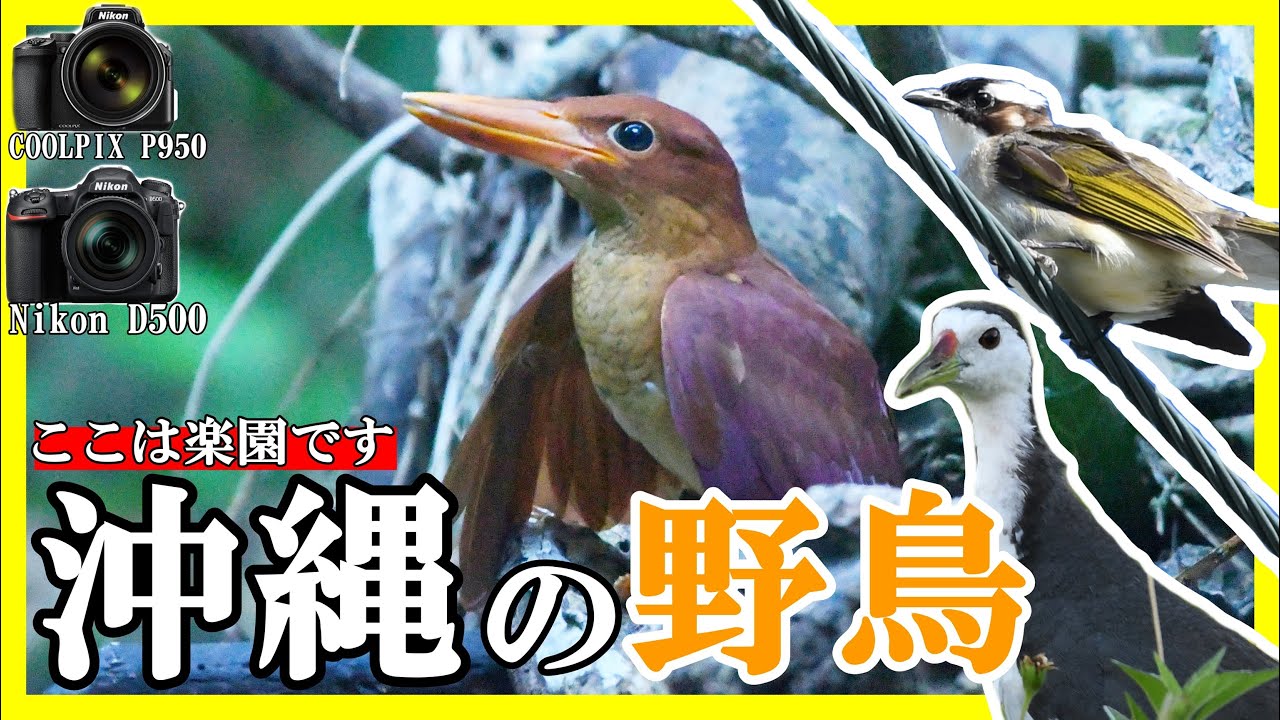 【野鳥撮影】COOLPIX P950で沖縄の野鳥を撮った結果がヤバすぎた！