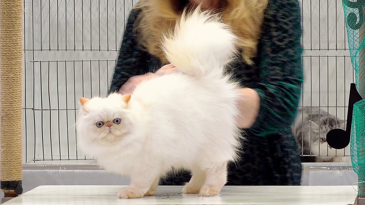 CFA International Show 2019 - Himalayan Persian Kitten Class Judging
